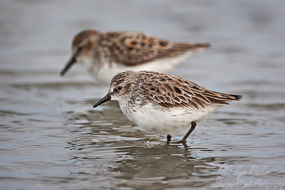 082_Semipalmated Sandpipers (Calidrus pusilla) - DE
