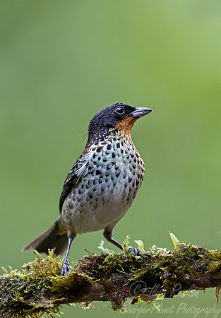 684 Rufous-throated tanager (Ixothraupis rufigula) - Ecuador