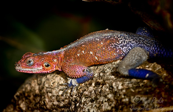 021_Agama Lizard_Tanzania