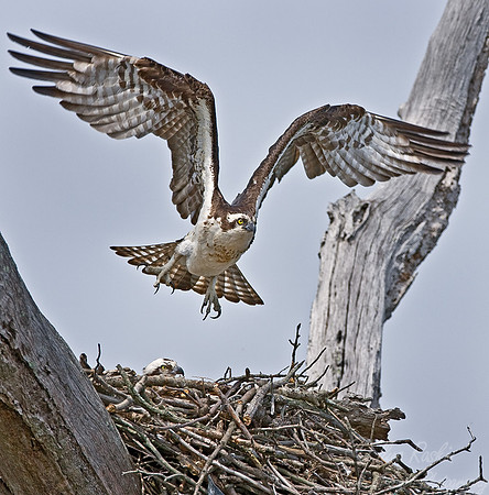 044 Osprey - NJ