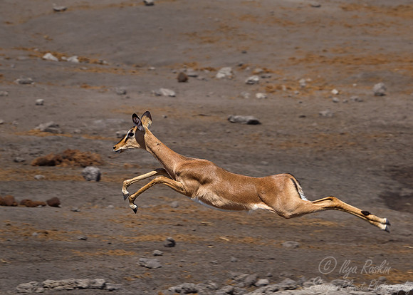 136 Black-faced Impala (Aepyceros melampus petersi) - Etosha Namibia