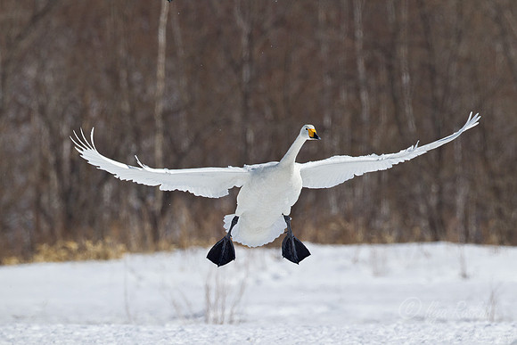 104 Whooper Swan (Cygnus cygnus) - Hokkaido Japan