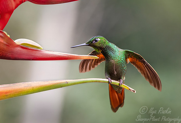402 Brazilian ruby male (Heliodoxa rubricauda) - Brazil Atlantic forest