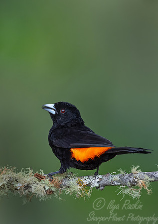 538 Flame-rumped tanager male (Ramphocelus flammigerus) - Colombia cloud forest