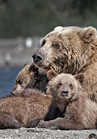 2013 Brown Bears Kamchatka