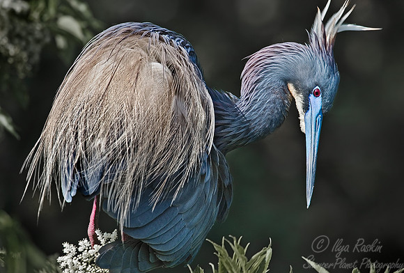 019_Tricolored Heron_FL