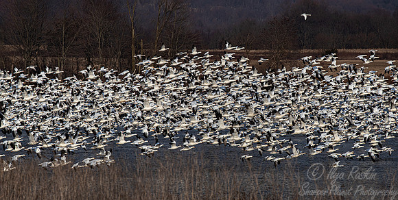 291 Snow geese (Anser caerulescens) - PA