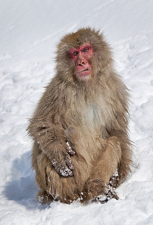 055 Japanese macaque (Snow monkey)(Macaca fuscata) - Nagano Japan