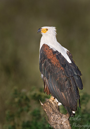 019 African Fish Eagle - Tanzania