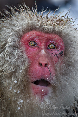 053 Japanese macaque (Snow monkey)(Macaca fuscata) - Nagano Japan