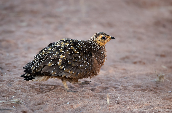 181 Burchell's sandgrouse (Pterocles burchelli) - Kgalagadi Transfrontier Park SA