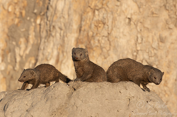 250 Common dwarf mongoose (Helogale parvula) - Botswana