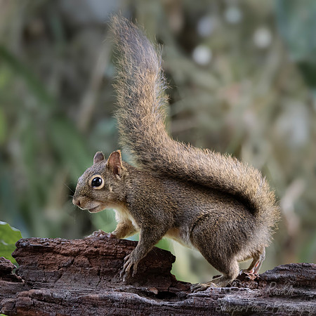 255 Brazilian squirrel (Sciurus aestuans) - Brazil Atlantic forest