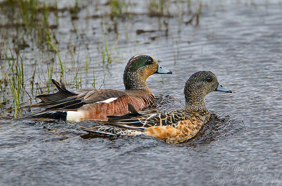 121 American Wigeon (Anas americana) - Nome AK