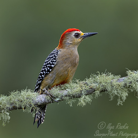 629 Red-crowned woodpecker (Melanerpes rubricapillus) - Colombia cloud forest