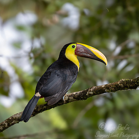 757 Yellow-throated toucan (Ramphastos ambiguus) - Ecuador