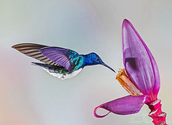 508 White-necked jacobin (Florisuga mellivora) - Colombia cloud forest