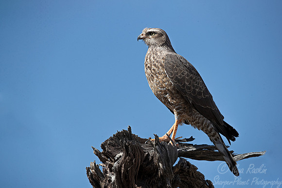 342 Pale chanting goshawk immature (Melierax canorus) - Kagalagadi Transfrontier Park SA