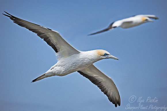 026 Gannets - New Zealand