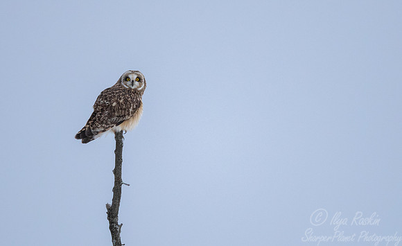 378 Short-eared owl (Asio flammeus) - NY