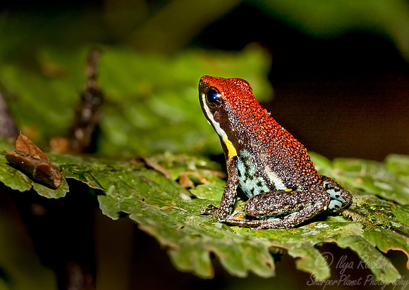 025_Frog_Ecuador