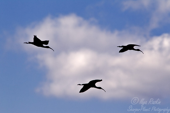 102 Glossy Ibis (Plegadis falcinellus) FL