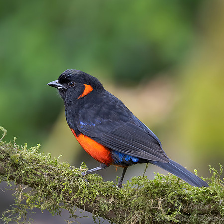 680 Scarlet-bellied mountain tanager (Anisognathus igniventris) - Ecuador
