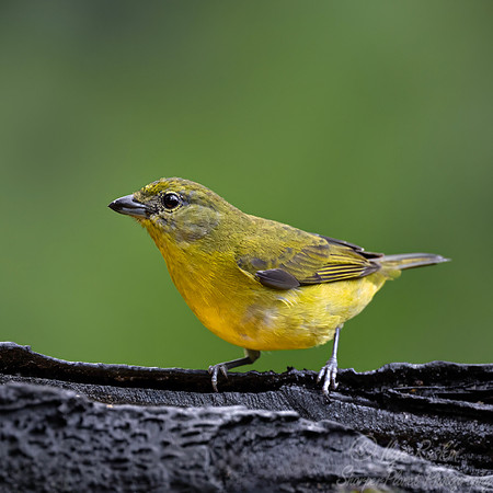 670 Thick-billed euphonia female (Euphonia laniirostris) - Ecuador