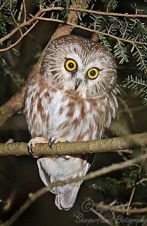 065 Northern Saw-wheet Owl - WV