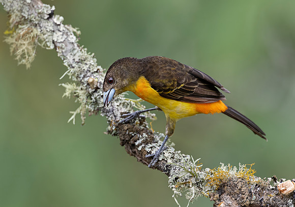 541 Fame-rumped tanager female (Ramphocelus flammigerus) - Colombia cloud forest