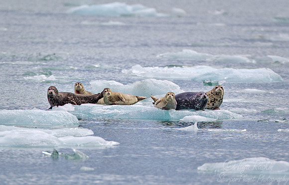 084 Harbour seals Phoca vitulina - AK