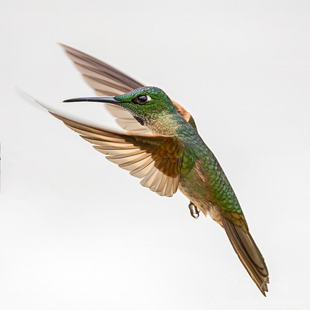 539 Fawn-breasted brilliant (Heliodoxa rubinoides) - Ecuador