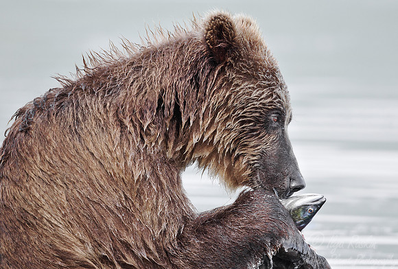 028 Brown Bear (Ursus arctos) - Kamchatka Russia