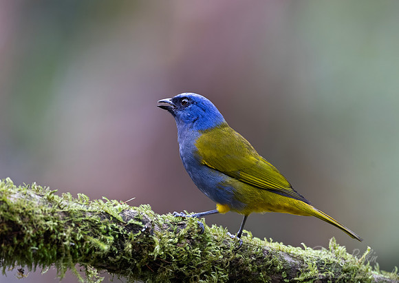 556 Blue-capped tanager (Sporathraupis cyanocephala) - Colombia cloud forest