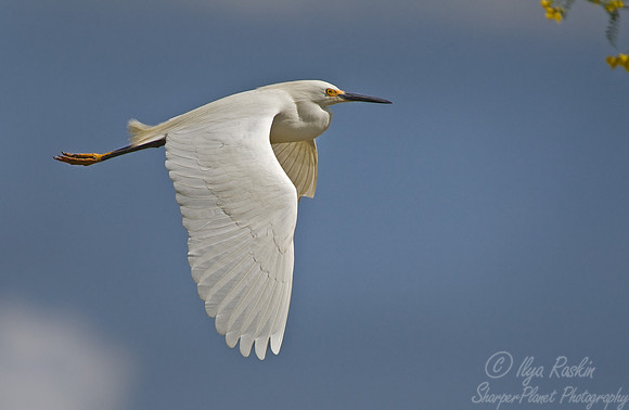 127 Snowy Egret (Egretta thula) - LA