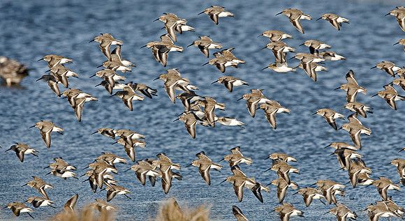 049 Flying Shorebirds - DE