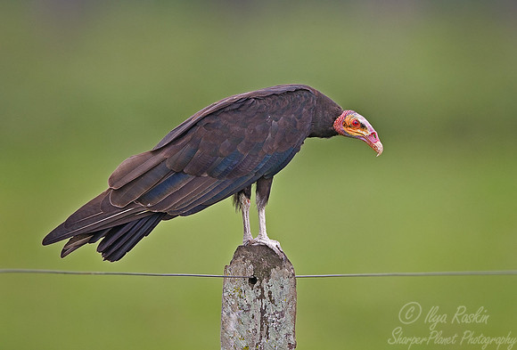 060 Lesser yellow-headed vulture - Pantanal Brazil