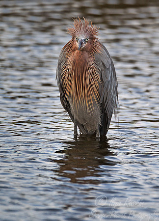 103 Reddish Egret (Egretta rufescens) FL