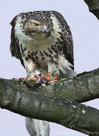 028 Red Tailed Hawk Immature - NJ