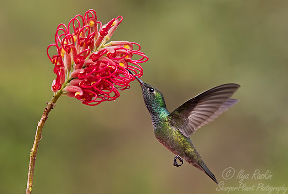 420 Versicoloured emerald (Chrysuronia versicolor) - Brazil Atlantic forest