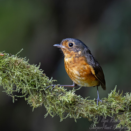 593 Slaty-crowned antpitta (Grallaricula nana) - Colombia cloud forest