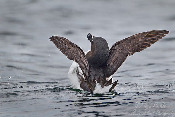 037 Razorbill (Alca torda) - ME