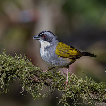 712 Grey-browed brushfinch or gray-stripped brushfinch, (Arremon assimilis) - Ecuador