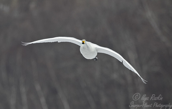105 Whooper Swan (Cygnus cygnus) - Hokkaido Japan