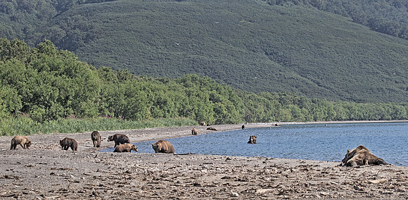 003 Brown Bear (Ursus arctos) - Kamchatka Russia