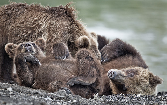 048 Brown Bear (Ursus arctos) - Kamchatka Russia