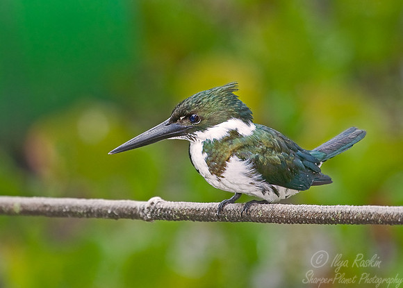016 Amazon kingfisher - Pantanal Brazil