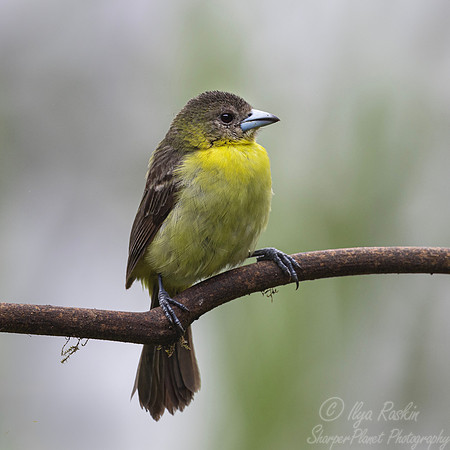 677 Lemon-rumped tanager male (Ramphocelus icteronotus) - Ecuador