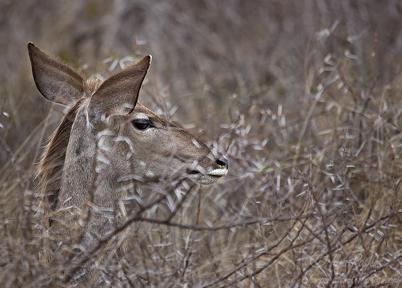 029_Greater Kudu (Tragelaphus strepsiceros)_Madikwe_S Africa
