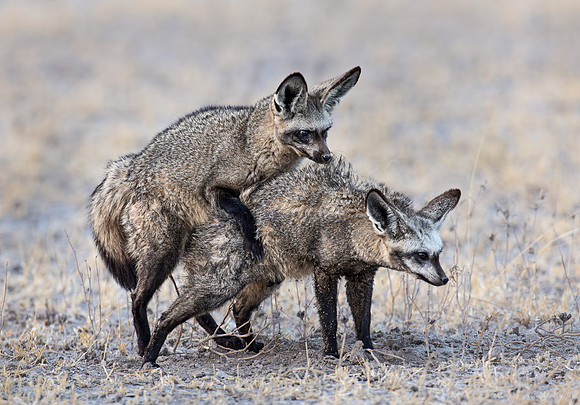 409-397 Bat-eared foxes (Otocyon megalotis)- Botswana